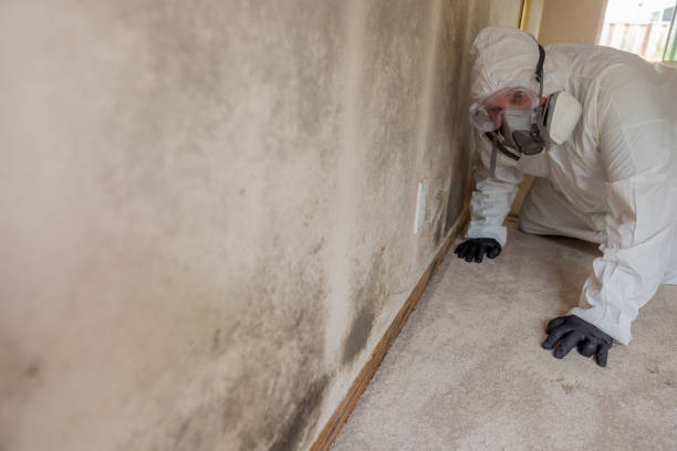 Best Mold Prevention Services  in USA